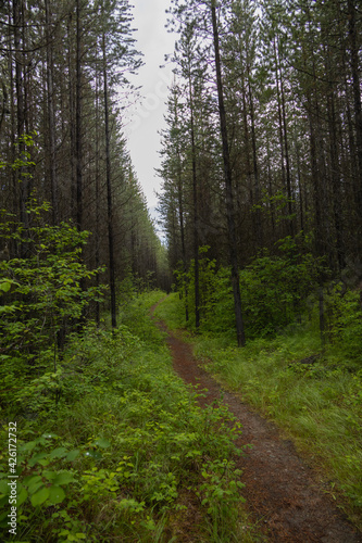 Hiking Trail through the forest