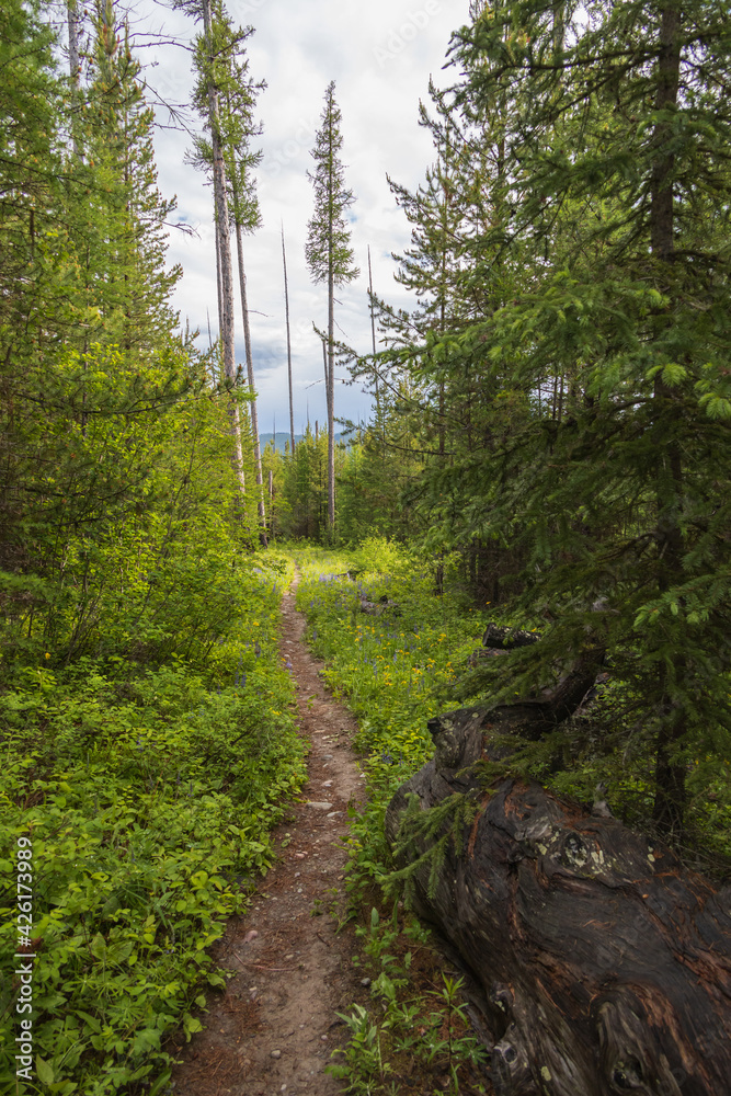 Obraz premium Hiking Trail through the forest 