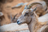2021-04-06 A PROFILE PHOTOGRAPH OF A LONE DESERT BIGHORN SHEEP