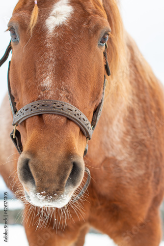 A closeup of a chestnut brown adult horse with a braided mane, white spot on its head and beautiful dark eyes. The domestic animal is wearing a bridle. There's snow on the animal's mouth and whiskers. © Dolores  Harvey