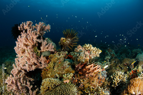 Fototapeta Naklejka Na Ścianę i Meble -  Colorful Coral Reef in Raja Ampat. West Papua, Indonesia