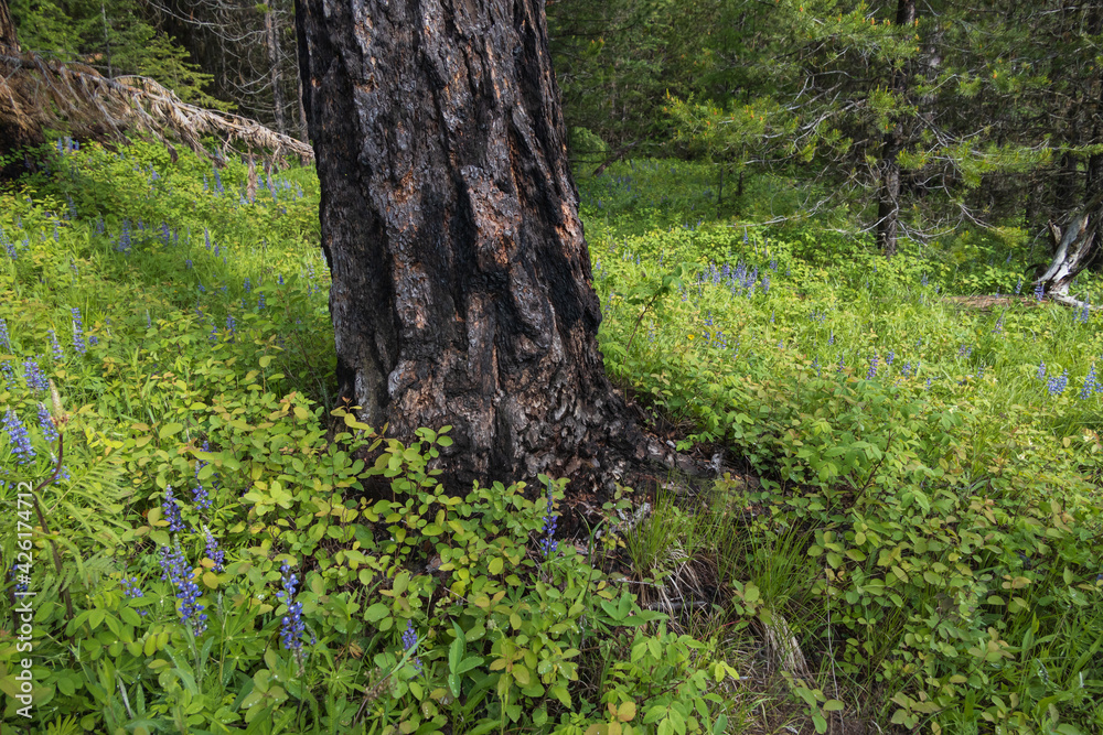 Bluebonnets wildflowers under large tree
Bluebonnets wildflowers under large tree