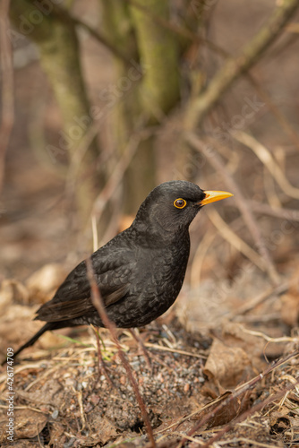 One of the most familiar birds in parks and gardens of Europe, the common blackbird.