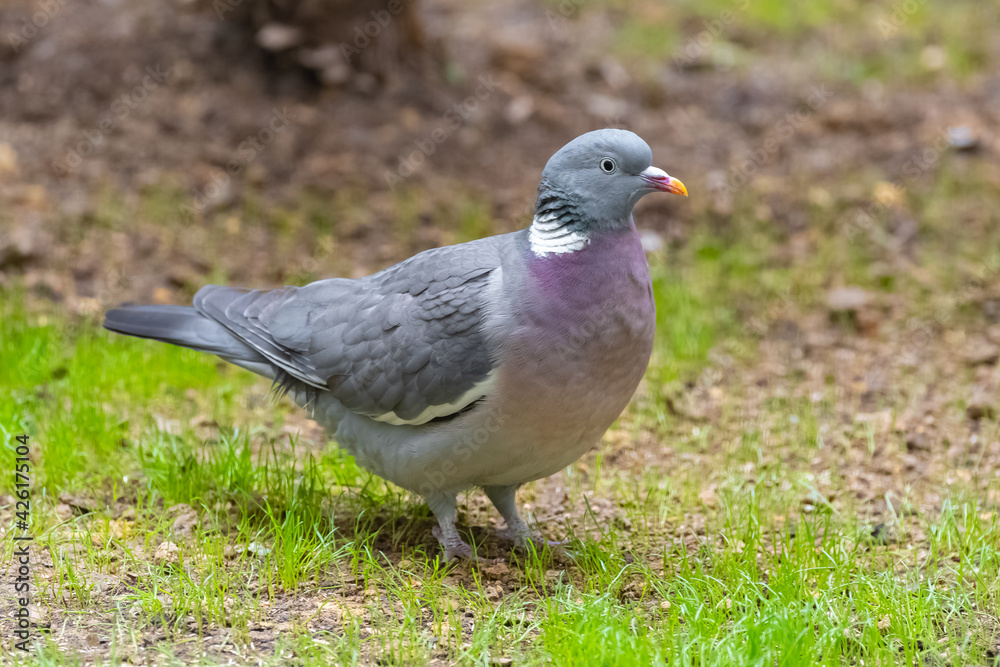 Wood pigeon, turtledove Wood pigeon, turtledove
