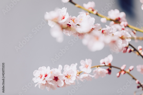 Almond tree blossom. Blooming branches with pink and white flowers in the spring.