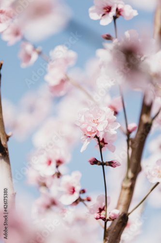 Leinwand Poster Almond tree blossom