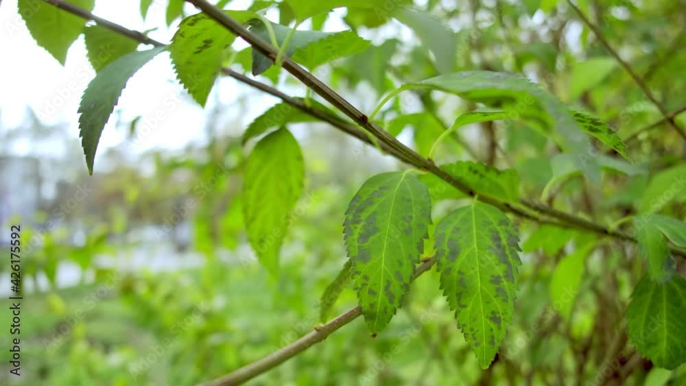 Natural tree leaves . Green leaves background. Eco Natural tree leaves . Green leaves background. Eco