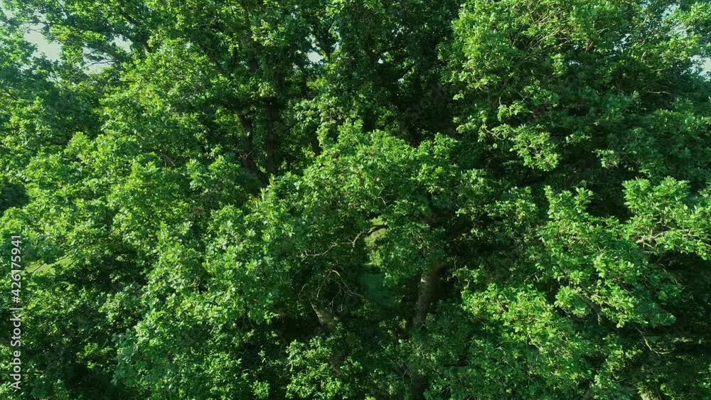Green leafed branches sway in the summer breeze Green leafed branches sway in the summer breeze