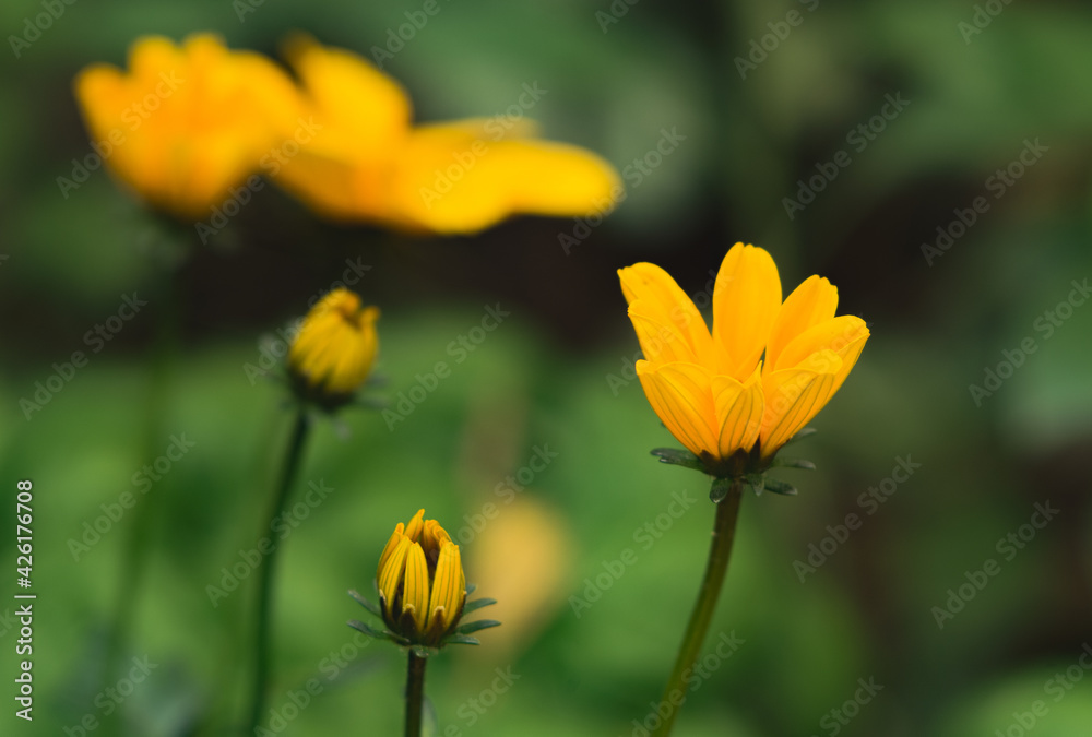 Yellow Cosmea flowers with blurred background Yellow Cosmea flowers with blurred background