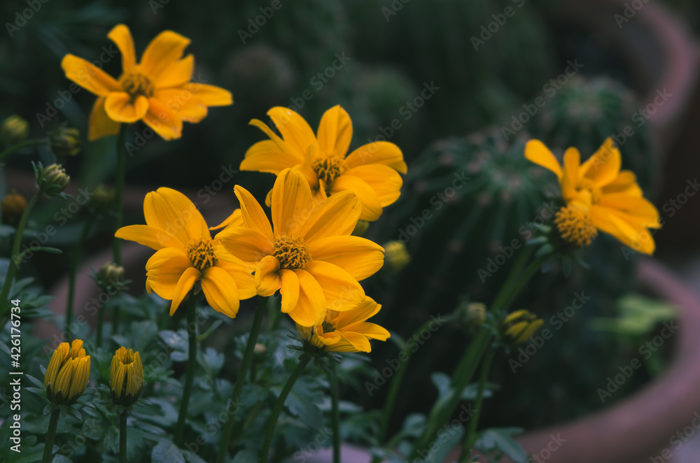 Yellow Cosmea flowers with blurred background Yellow Cosmea flowers with blurred background