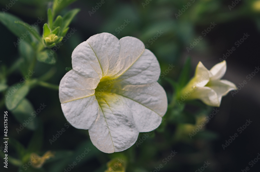 Sulfinia flower macro with blurred background Sulfinia flower macro with blurred background