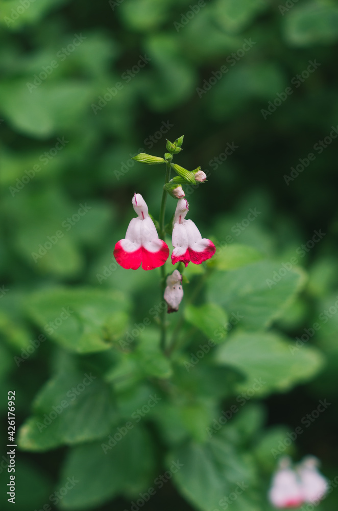 Salvia microphylla flower close-up macro Salvia microphylla flower close-up macro
