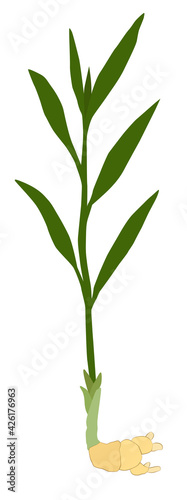 Aromatic plant ginger color image on a white background icon