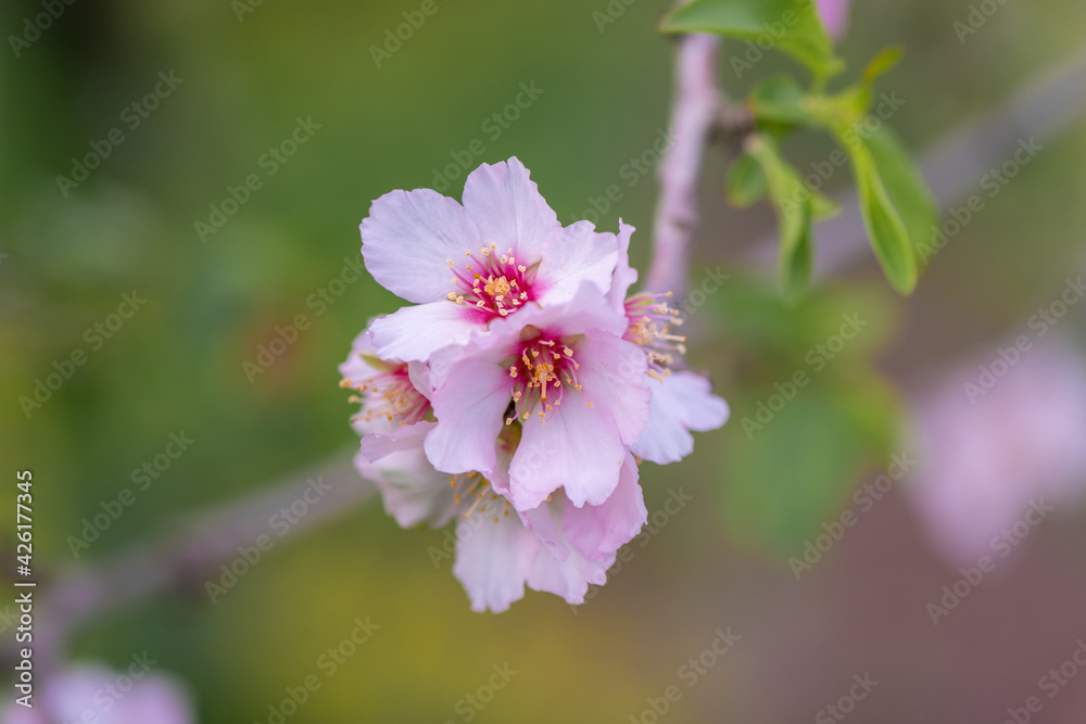 Pink almond blossom on an almond tree. Flowering almonds in the spring garden. Pink almond blossom on an almond tree. Flowering almonds in the spring garden.