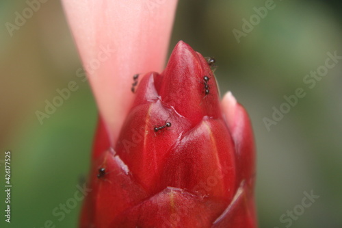 Ants on an wild tropical flower