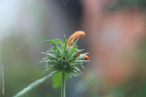 Wild brazilian plant and flower