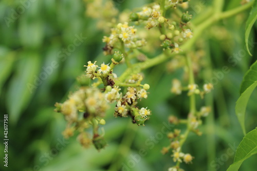 Tiny flowers