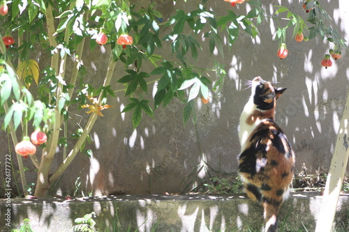 A Calico cat watching a flower tree with birds