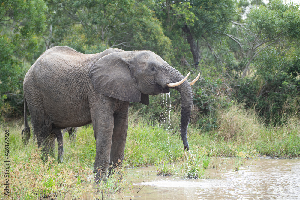 An African Elephant seen on a safari in South Africa An African Elephant seen on a safari in South Africa