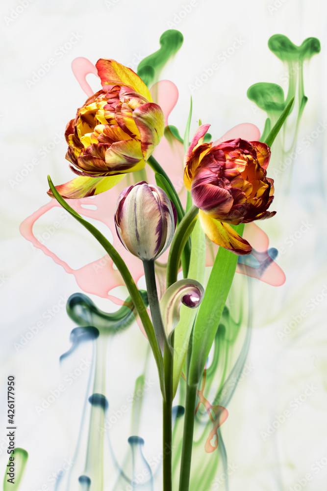 Obraz premium Spring flowers with red buds on a white background, green ink in the background.
