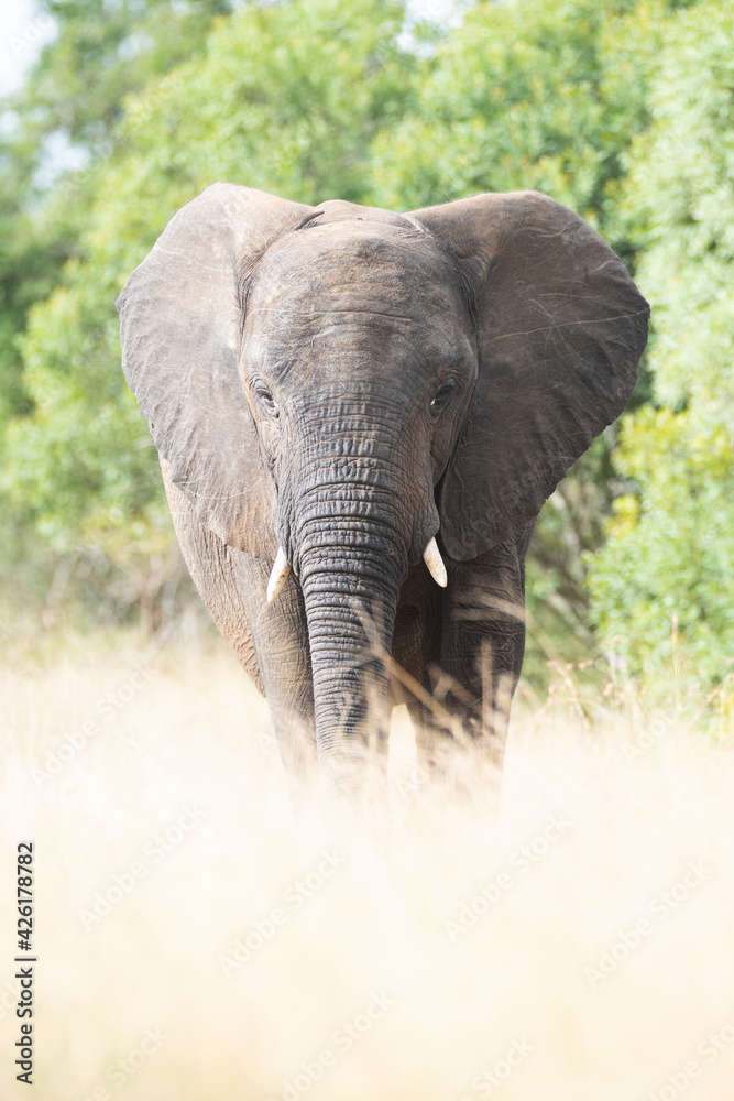 Fototapeta premium An African Elephant seen on a safari in South Africa