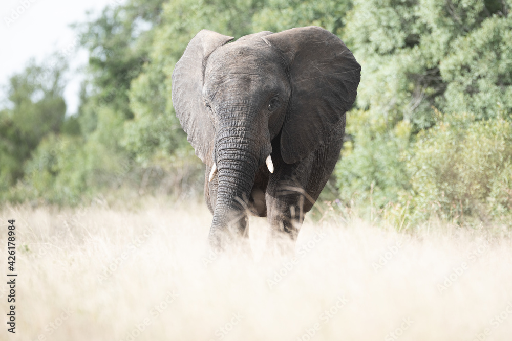An African Elephant seen on a safari in South Africa