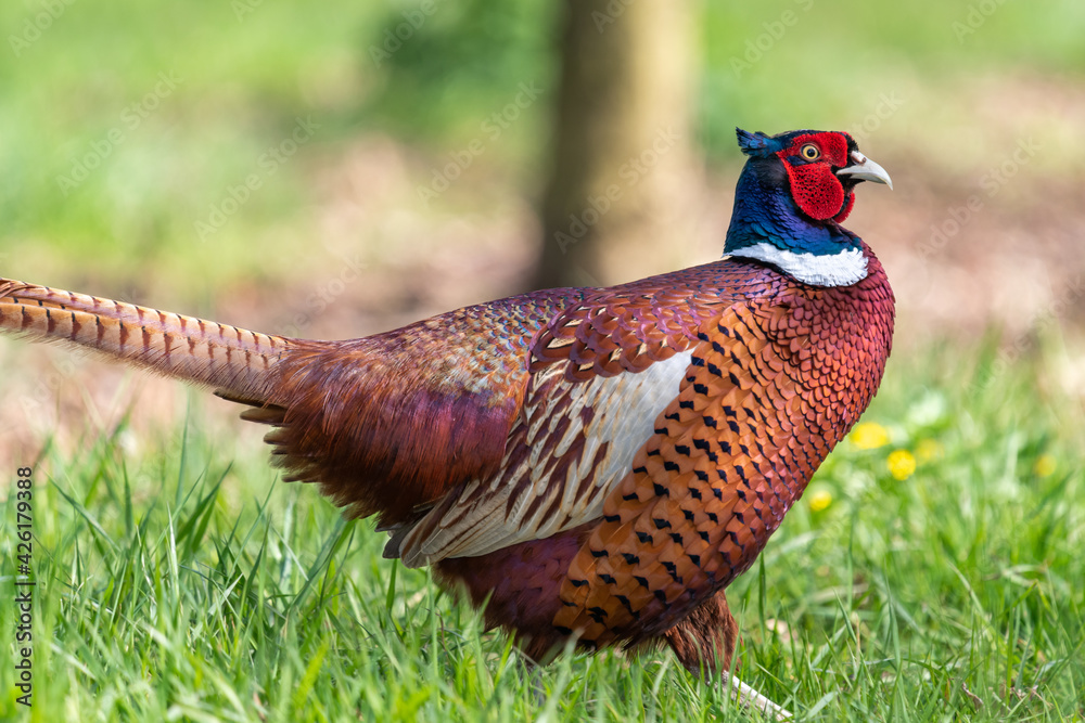 Fototapeta premium Portrait of a male pheasant (phasianus colchicus) in an orchard