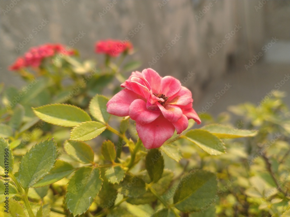 Pink Rose Flower