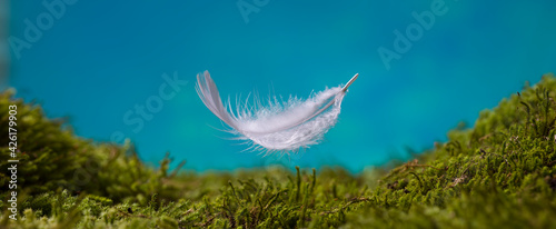 White bird feather flying in the air. Feather falling on the moss floor floats from the blue sky photo