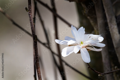Close up of a single magnolia bloom