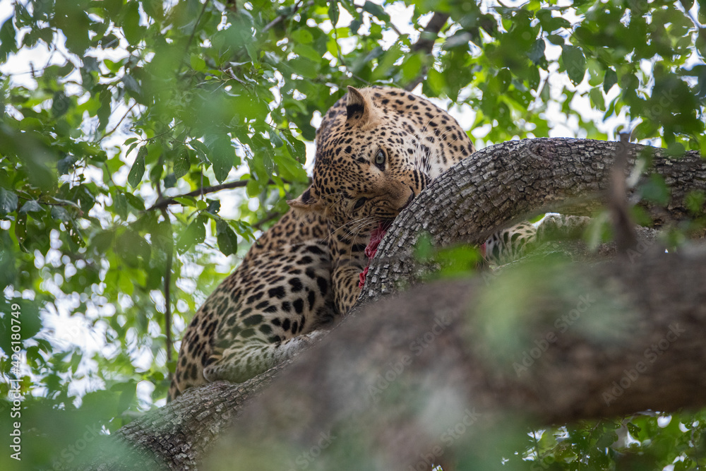 A Male leopard seen feeding in a tree on a safari in South Africa A Male leopard seen feeding in a tree on a safari in South Africa