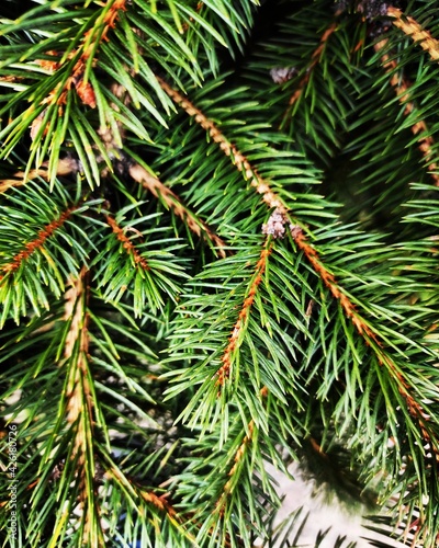 branches of a pine