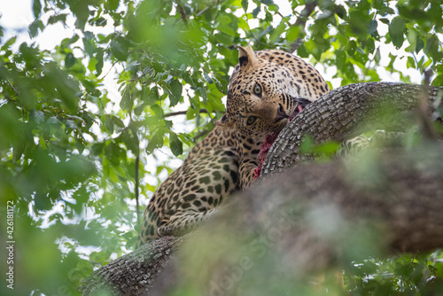 A Male leopard seen feeding in a tree on a safari in South Africa