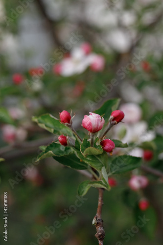 blooming apple tree in spring in the garden