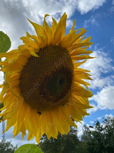 sunflower against blue sky
