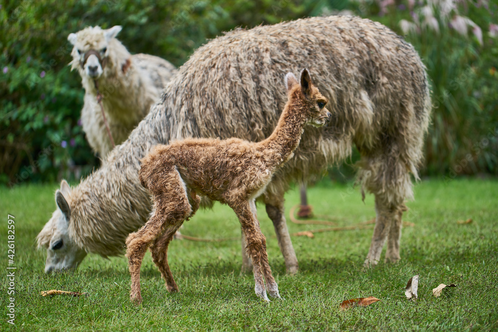 Nacimiento de una Alpaca en los andes del Perú. Nacimiento de una Alpaca en los andes del Perú.