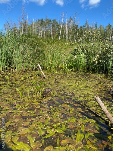 swamp