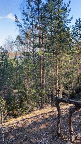 bench in the forest