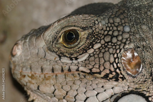 Detail photo of the head of a green iguana, iguanidae family, living wild in the Amazon rainforest, state of Pará, Brazil.