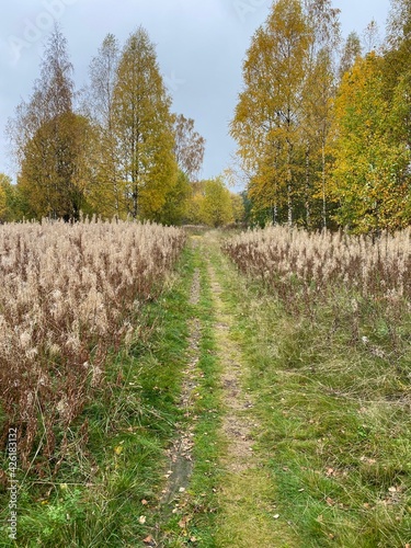 path in the woods
