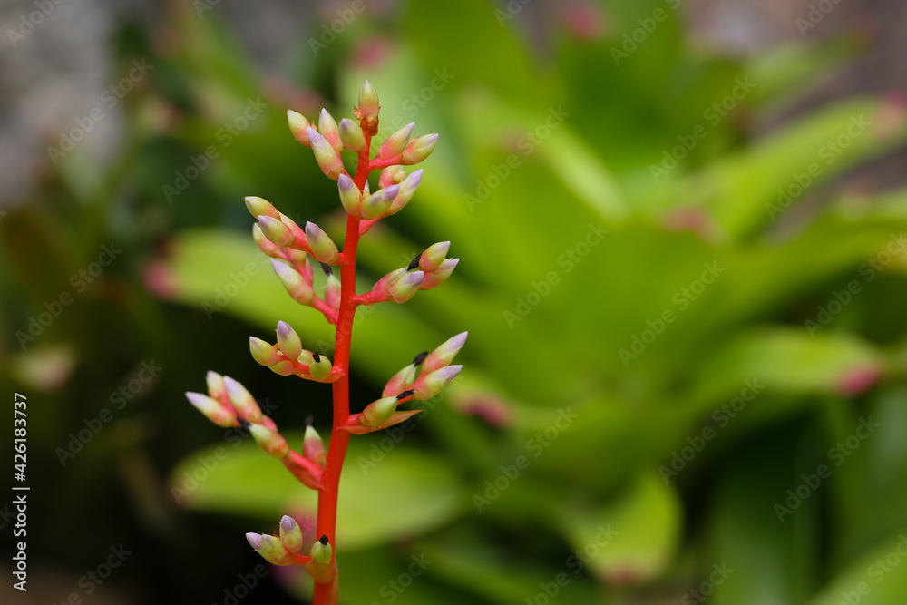 Aechmea is an ornamental plant that is grown in shade or less sun. Aechmea is an ornamental plant that is grown in shade or less sun.