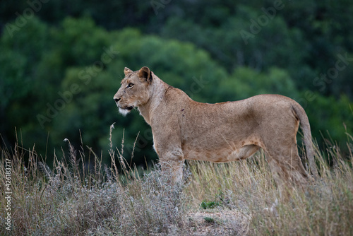 A female Lion seen on a safari in South Africa