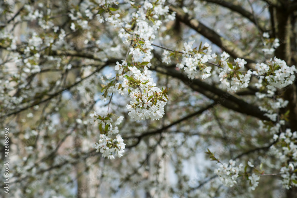 Closeup of white flowers of cherry blossom in a public garden Closeup of white flowers of cherry blossom in a public garden
