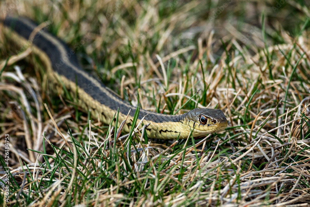 Fototapeta premium Eastern Garden Snake