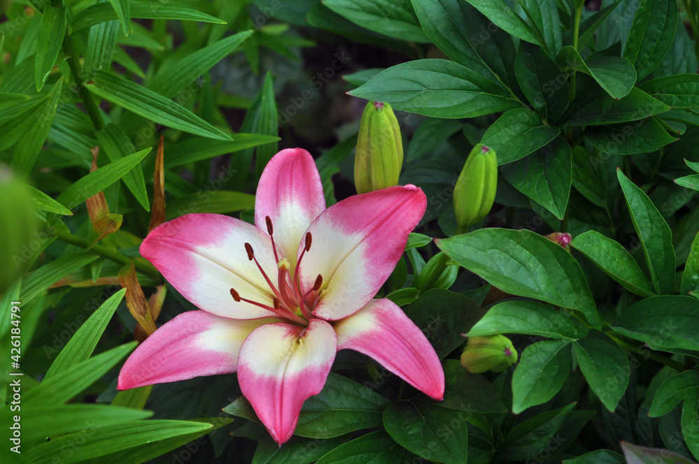 Asiatic Lily Levi pink flowers with soft white halos around small, dark  centers. Stock Photo | Adobe Stock