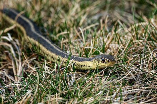 Eastern Garden Snake