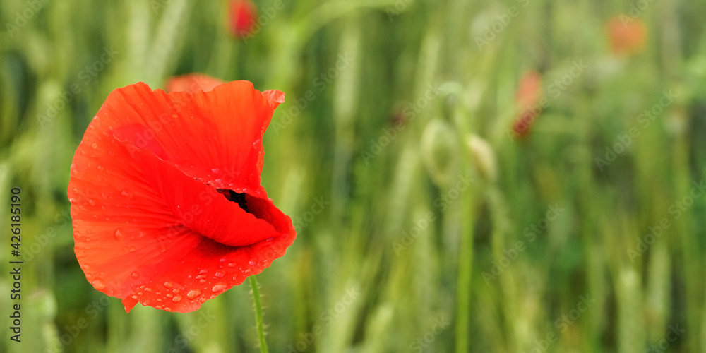 Bright wild red poppy flower, petals wet from rain, closeup detail