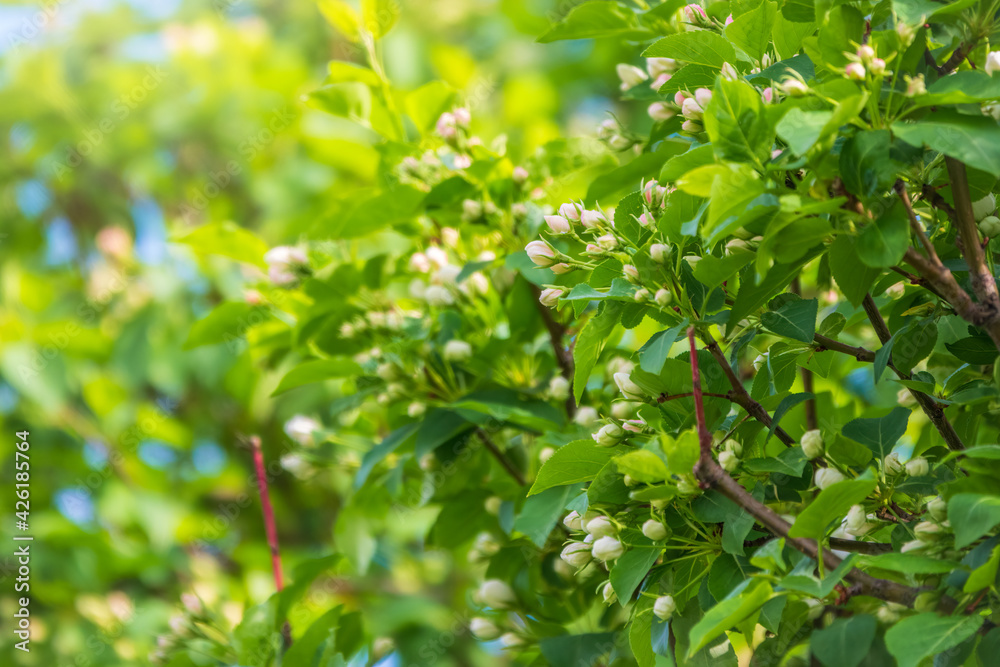 White blossoming apple trees. White apple tree flowers