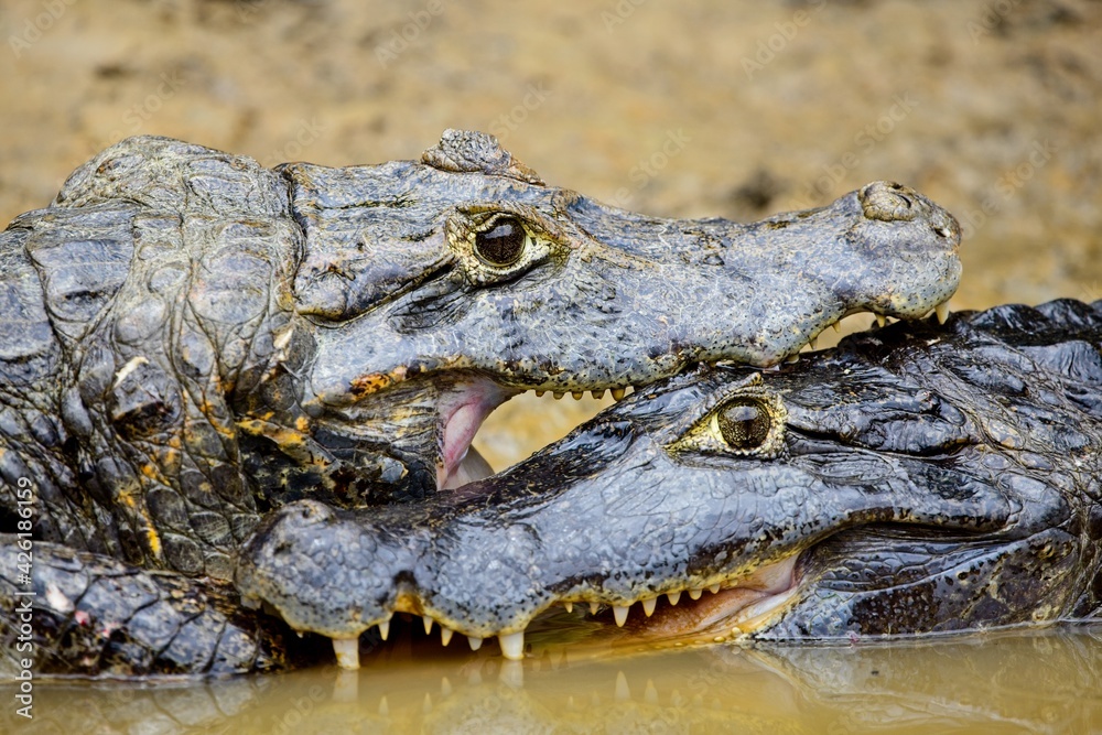 Closeup face-on portrait of two Black caiman (Melanosuchus niger) fighting with jaws locked in Pampas del Yacuma, Bolivia. Closeup face-on portrait of two Black caiman (Melanosuchus niger) fighting with jaws locked in Pampas del Yacuma, Bolivia.