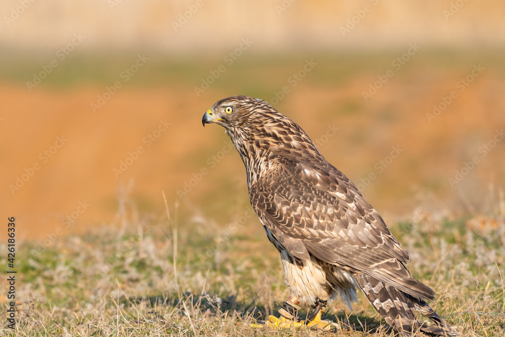 Birds of prey - Young northern goshawk Accipiter gentilis Birds of prey - Young northern goshawk Accipiter gentilis